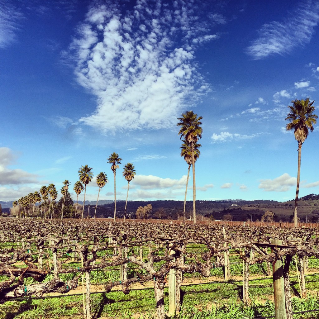 Off season is the best season – Napa valley exploring