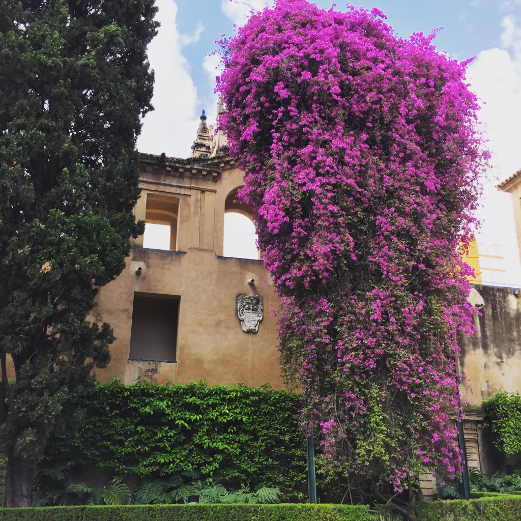 Bougainvilleas and Sun Soaked Streets (Sevilla or Seville)