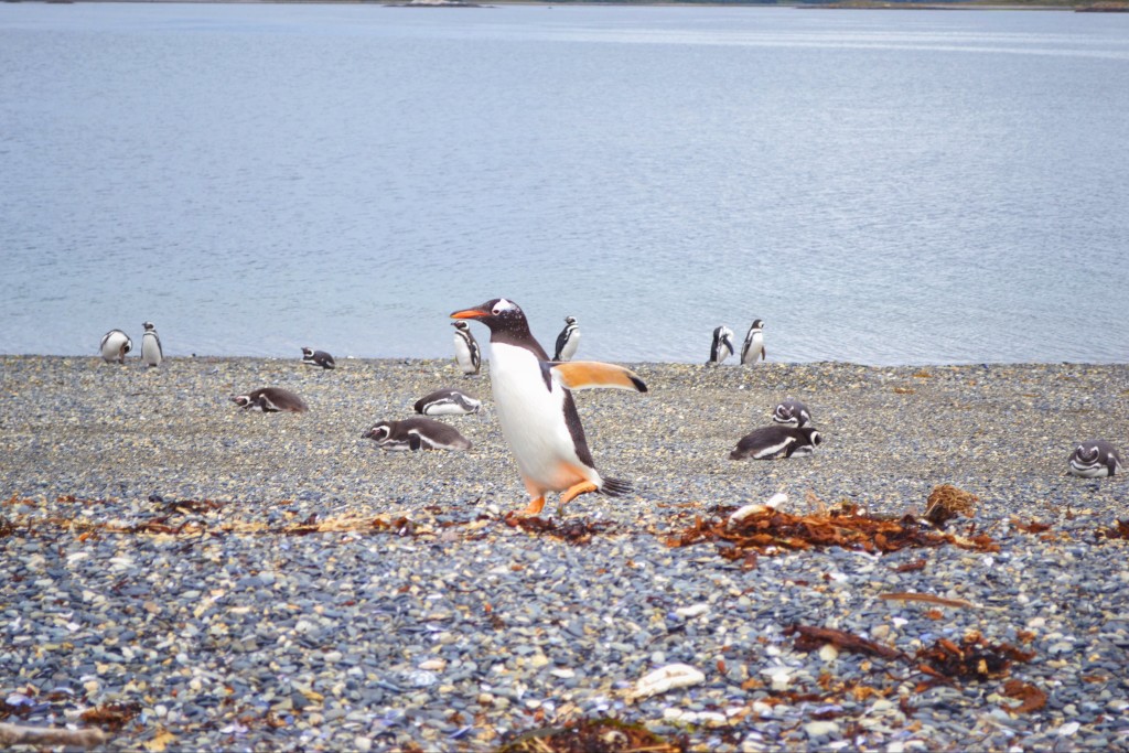 King Penguin